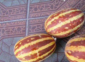 Вєтнамська диня — запашні плоди з високим відсотком врожайності