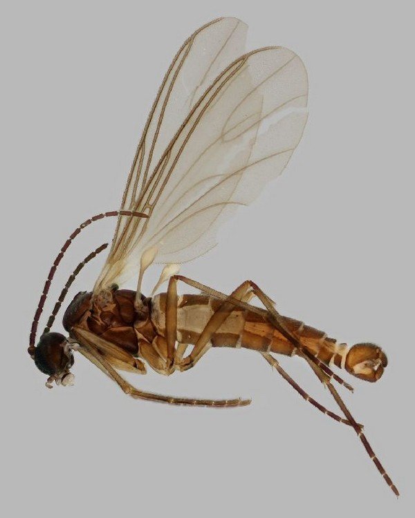 Сциариды: профілактика і боротьба