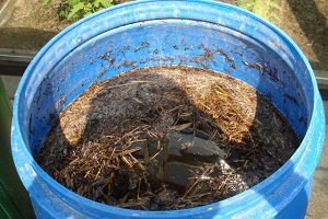 Монтбреция – шафрановий аромат або невизнаний гладіолус