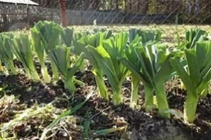 Цибуля порей: правильна посадка насіння для одержання гарного врожаю