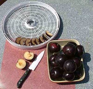 Чорнослив або сушена слива: способи сушіння в домашніх умовах і корисні властивості