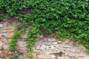 Багаторічні ліани для прикраси саду та дому: барвисті фото, назви та опис видів