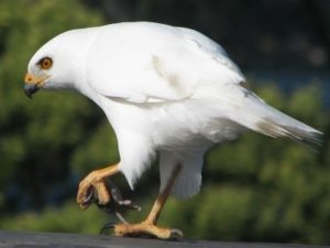 Сонник Білий Птах велика в руках у сні бачити до чого сниться?