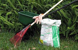 Моніліоз та інші хвороби абрикоса: методи боротьби з хворобами та шкідниками