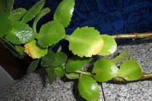 Каланхое: правильний догляд за рослиною в домашніх умовах