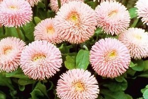 Перлинні маргаритки – дивна прикраса ландшафту