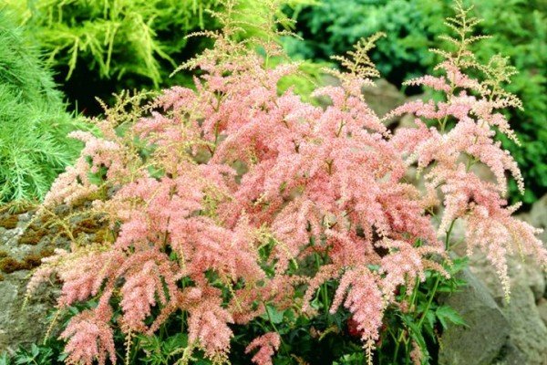 Декоративна садова рослина астильба: популярні сорти з фото та описом