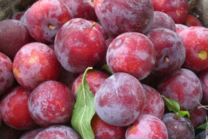 Зливу для Підмосковя: вибір кращого сорту і рекомендації по догляду