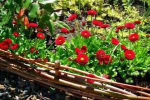 Перлинні маргаритки – дивна прикраса ландшафту