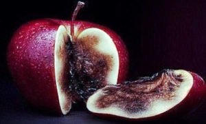 Сонник Гнилі Яблука: збирати, красти у сні бачити до чого сниться? Сонник Гнилі Яблука: збирати, красти у сні бачити до чого сниться?