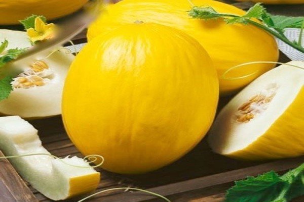 Сорти динь для вирощування в Сибіру — опис, особливості посадки