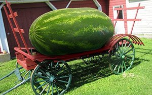 Найбільший кавун в світі: рекордсмени різних країн з вирощування гігантських ягід