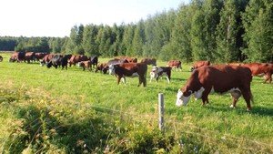 Энтомозан   інструкція із застосування, правила приготування