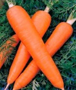 Популярні сорти моркви для тривалого зберігання: опис і приклади