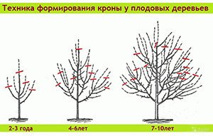 Вирощування абрикоса в Підмосковї: вибір сортів, посадка і догляд за саджанцями