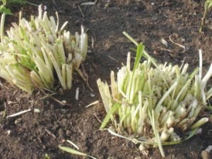 Дельфініум багаторічний: основні правила посадки та догляду, фото квітів