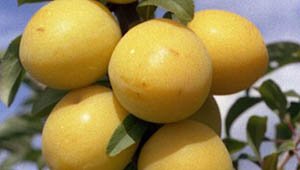 Зливу колоновидна: опис і характеристики кращих сортів