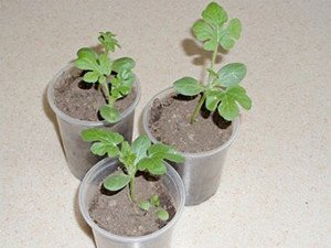 Як виростити кавун в Ленінградській області: поради по вирощую розсади і вибір місця для посадки