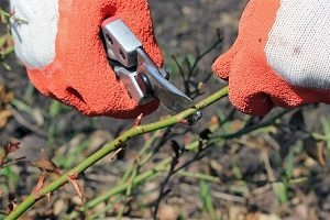 Осінній догляд за садовими трояндами: правила підживлення та укриття кущів на зиму