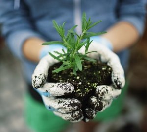 Як створити квітник безперервного цвітіння з багаторічників: схеми, покрокова інструкція, фото і відео