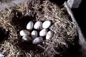 Холмогорський гуси: опис і розведення породи в домашніх умовах