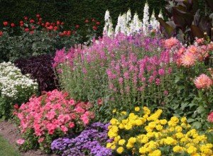 Як посадити на дачі довгоквітучі квіти багаторічники: види рослин, особливості підбору та догляду, фото і відео