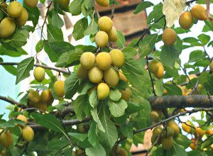 Популярні сорти жовтих слив для посадки та вирощування на дачній ділянці: фотогалерея з описом