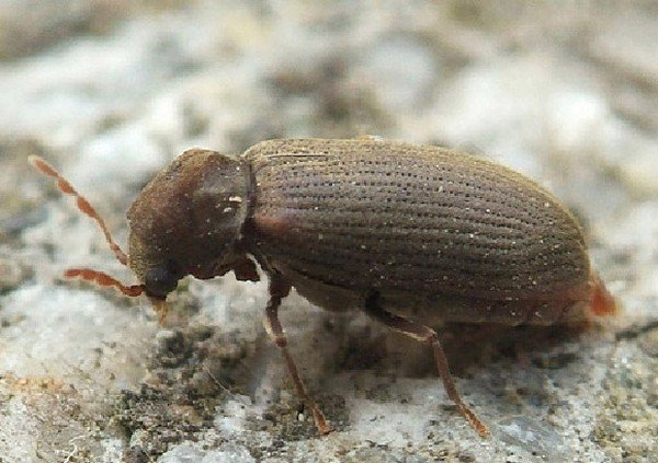 Деревне жук: ознаки появи, боротьба і профілактика