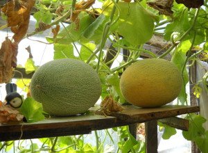 Вирощування дині в теплиці: тонкощі процесу від вибору сорту до збору врожаю