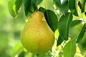 Сорт груші Памяті Яковлєва: характеристики, правила посадки і терміни дозрівання