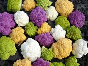 Цвітна капуста: вирощування у відкритому грунті, посадка й догляд, фото і сорти капусти