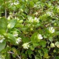 Як лікувати анемію народними засобами?