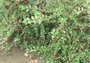 Опис морозостійких сортів вишні: Бірюсінка, Дорогоцінний кармін, Щедра