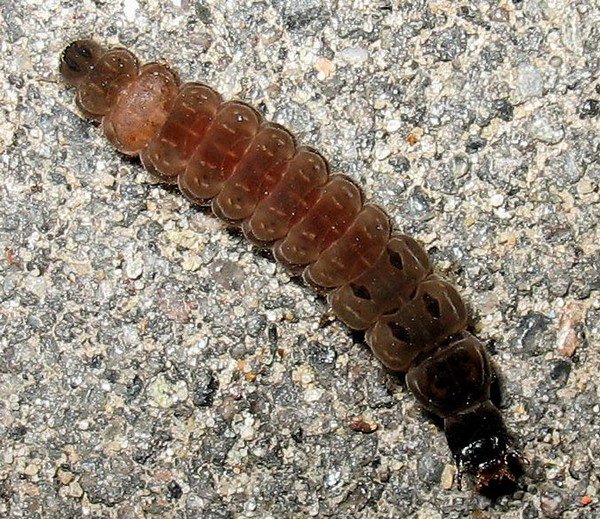 Жук пожежник: велика користь і трохи шкоди