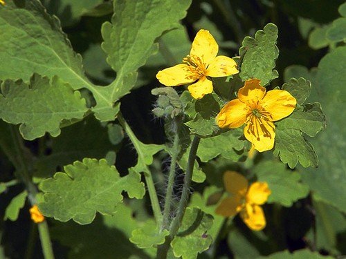 Боротьба з попелиць народними засобами – готуємо дієві препарати за перевіреними рецептами