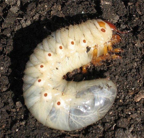 Личинка капустянки: характеристика й особливості розвитку
