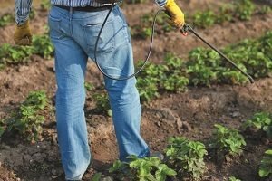 Підгодівля полуниці навесні — добрива та догляд