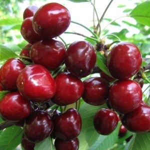 Опис сорти ранньої черешні Валерій Чкалов: вибір саджанців та правила посадки