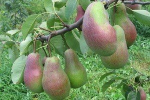 Карликова груша: особливості виведення і характеристики найбільш популярних сортів