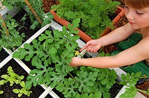 Вирощування кавунів у відкритому грунті