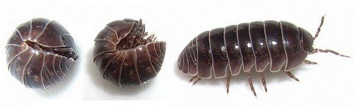 Мокриця – особливості існування і поширені види