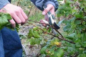 Вирощування червоної смородини: вибір сорту, особливості посадки і догляду, розмноження живцями і відведеннями, фото і відео