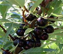 Піщана вишня Бессея — опис сорту, посадка і догляд