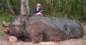 Сонник Звірі лісові уві сні в будинку багато бачити до чого сняться?