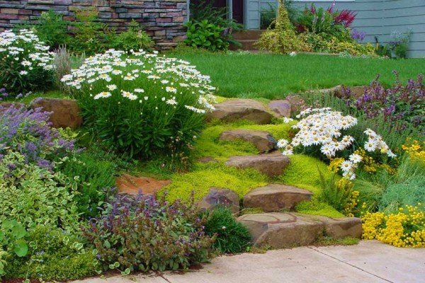 Як виростити багаторічник для дачі, цвіте все літо: особливості посадки і догляду, фото і відео інструкція