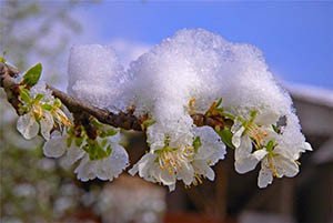 Зимостійкі і морозостійкі сорти абрикосів: опис сортів Захват, Голдрич та багатьох інших