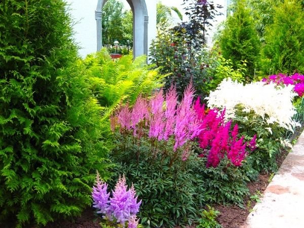 Міксбордер з багаторічників: принципи пристрою, схеми та назви рослин, покрокова відеоінструкція