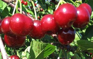 Опис сортів вишні Флора, Волочаєвкою і Памяті Вавілова