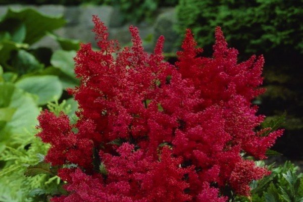 Декоративна садова рослина астильба: популярні сорти з фото та описом
