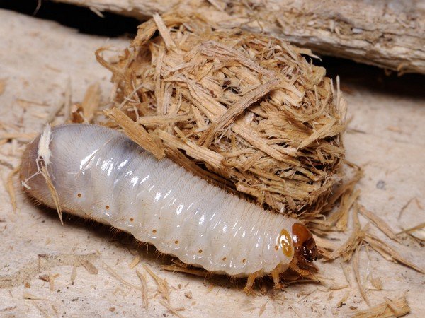 Бронзовка зелена – поради по боротьбі